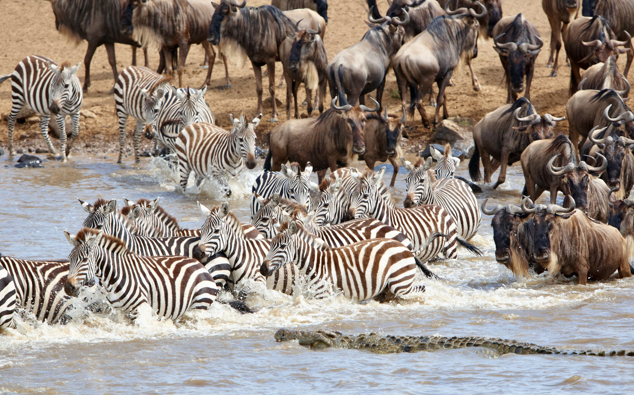 Zebra and wildebeest crossing the Mara River
