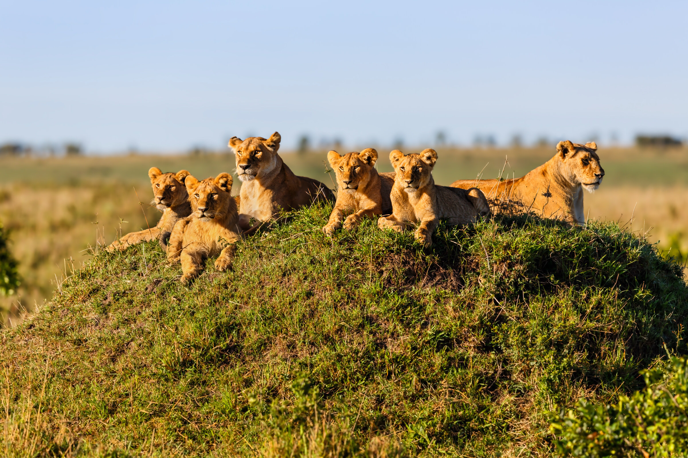 Safaris