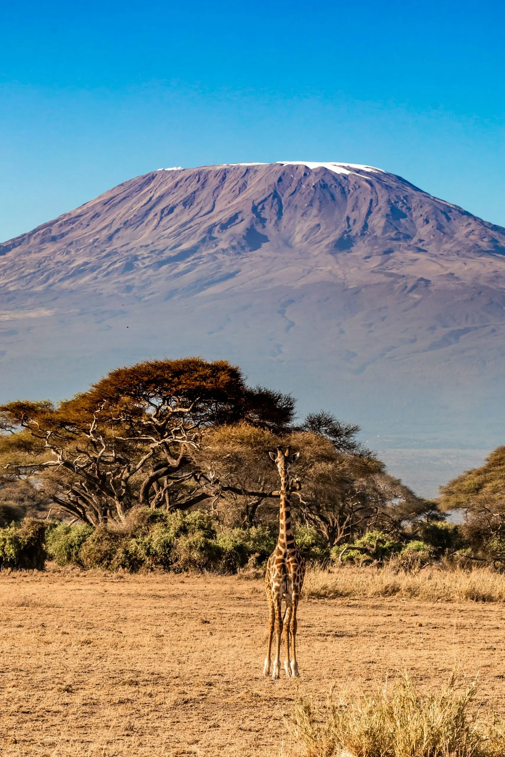 Amboseli: elephants beneath Kilimanjaro