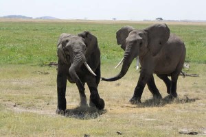 1-elephants  